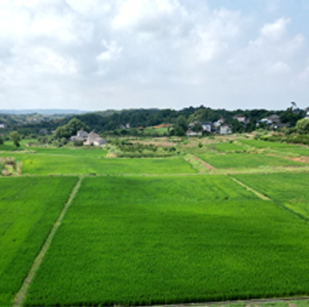 农田监控-区域3