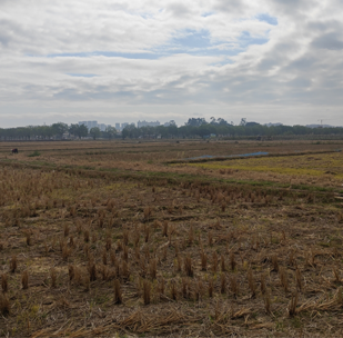 农田监控-区域4